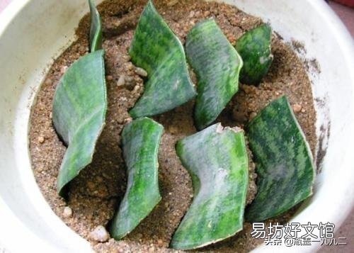 虎皮兰叶子扦插后需要用肥吗？
