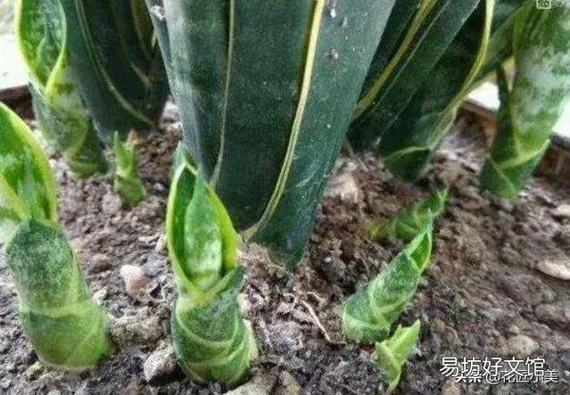 虎皮兰叶子扦插后需要用肥吗？