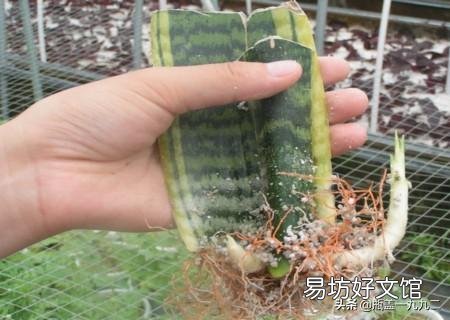 虎皮兰叶子扦插后需要用肥吗？