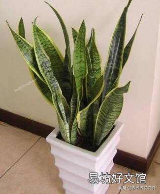 虎皮兰叶子扦插后需要用肥吗？
