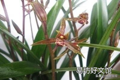 墨兰多长时间浇一次水?