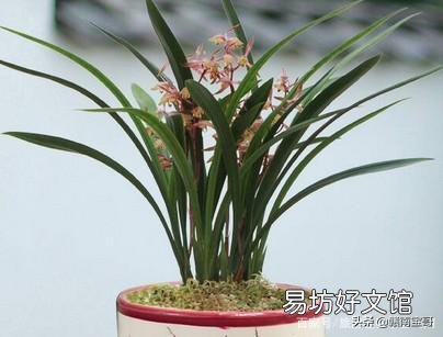 墨兰多长时间浇一次水?