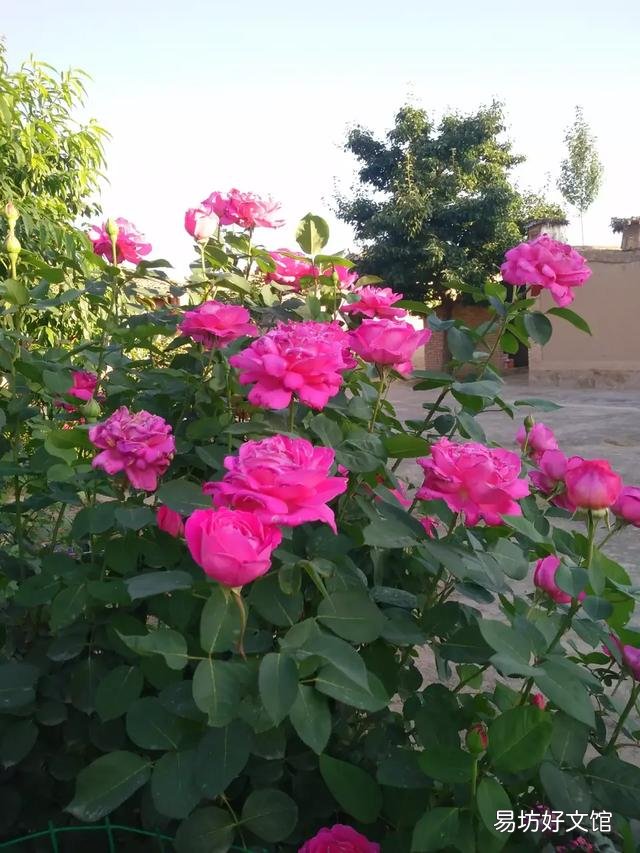 家门口种2棵什么花最好？