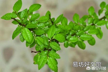 家门口种2棵什么花最好？