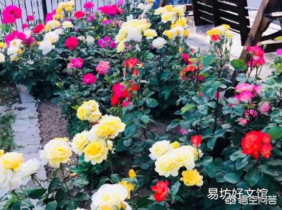 家门口种2棵什么花最好？