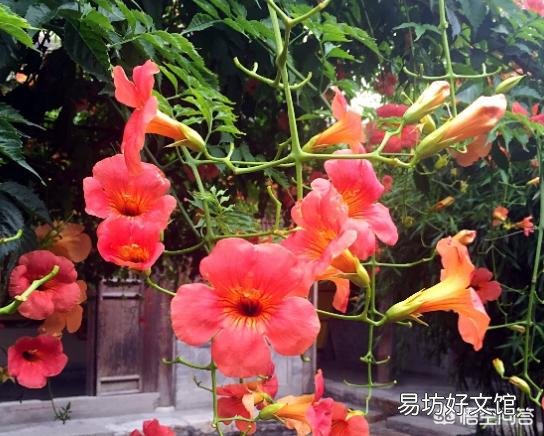 家门口种2棵什么花最好？