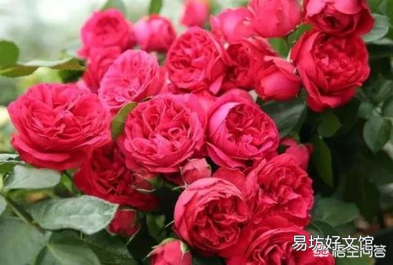 家门口种2棵什么花最好？