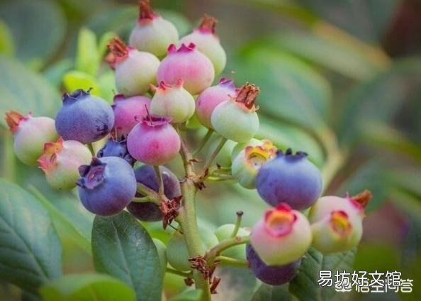 家门口种2棵什么花最好？