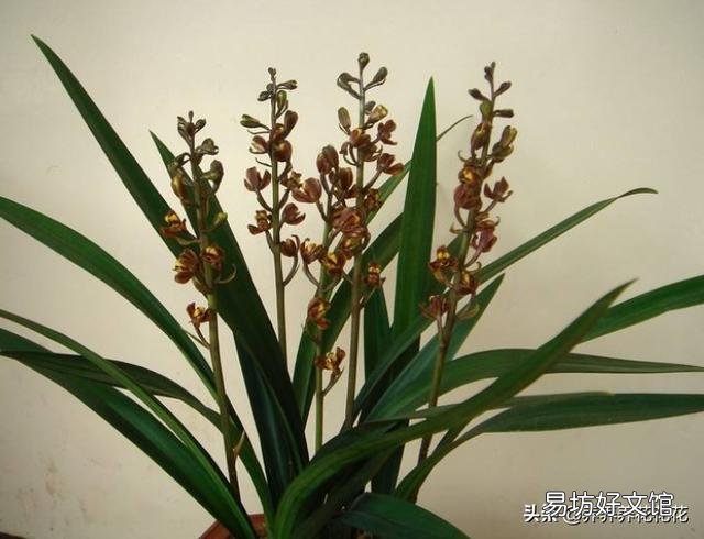 我的墨兰现在出了10个叶芽已经出土能换土吗?
