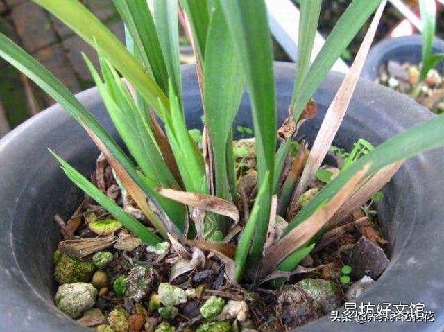 我的墨兰现在出了10个叶芽已经出土能换土吗?