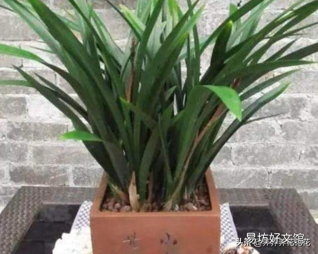 我的墨兰现在出了10个叶芽已经出土能换土吗?