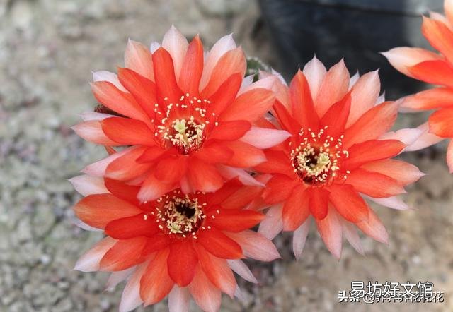 仙人球顶端为什么会凸起?