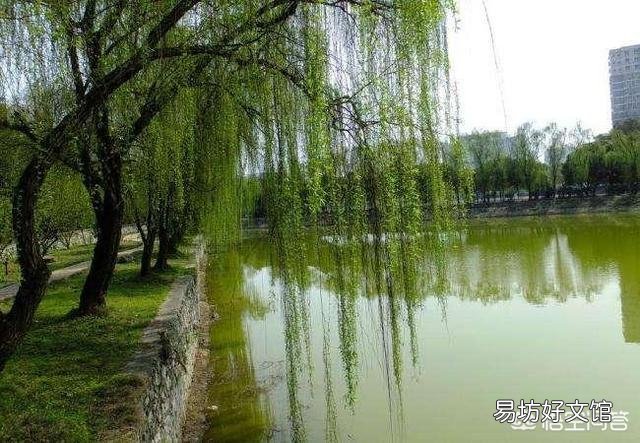 柳树枝水是不是直接可以浇花?