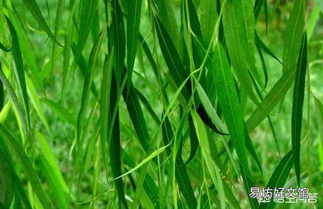 柳树枝水是不是直接可以浇花?
