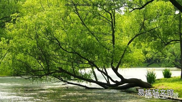 柳树枝水是不是直接可以浇花?