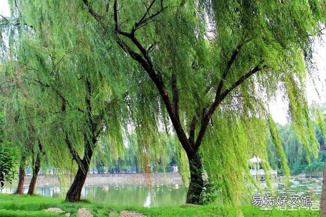 柳树枝水是不是直接可以浇花?