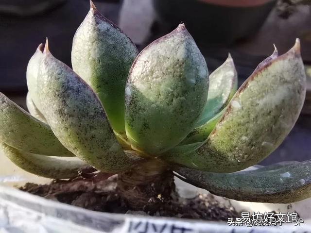 多肉叶片的煤污病和黑斑病长什么样?怎么预防和防治?