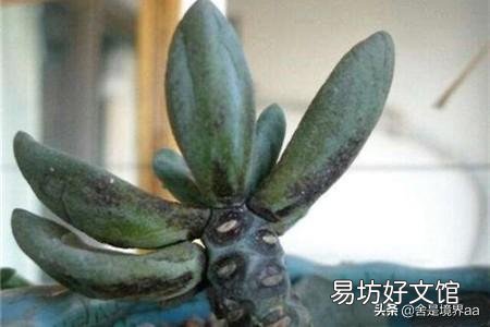多肉叶片的煤污病和黑斑病长什么样?怎么预防和防治?