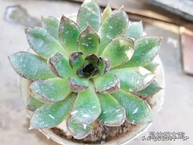多肉叶片的煤污病和黑斑病长什么样?怎么预防和防治?