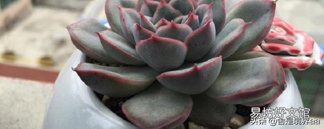 多肉叶片的煤污病和黑斑病长什么样?怎么预防和防治?