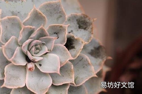 多肉叶片的煤污病和黑斑病长什么样?怎么预防和防治?