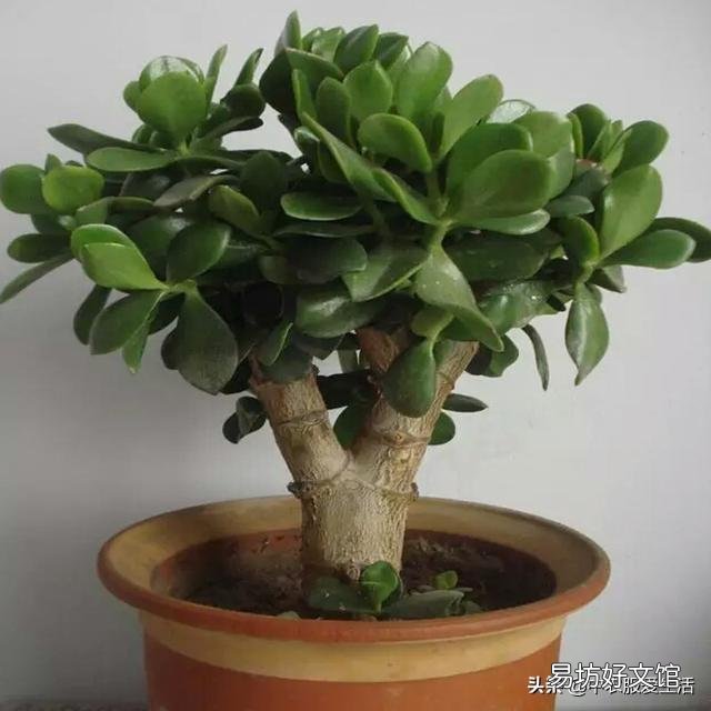燕子掌叶片怎样栽培比较好?