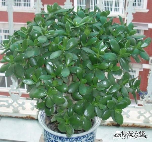 燕子掌叶片怎样栽培比较好?