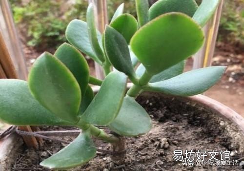 燕子掌叶片怎样栽培比较好?