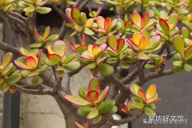 燕子掌叶片怎样栽培比较好?