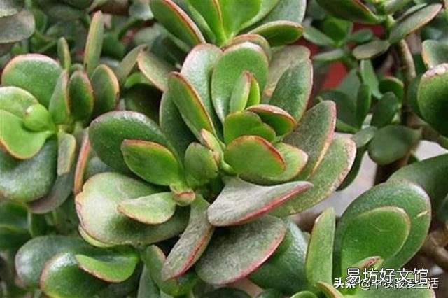 燕子掌叶片怎样栽培比较好?