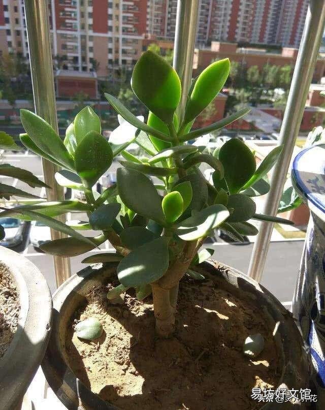 燕子掌叶片怎样栽培比较好?