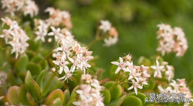 燕子掌叶片怎样栽培比较好?