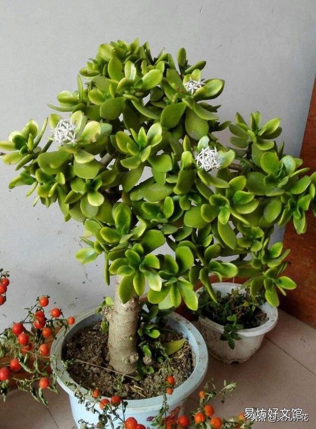 燕子掌叶片怎样栽培比较好?