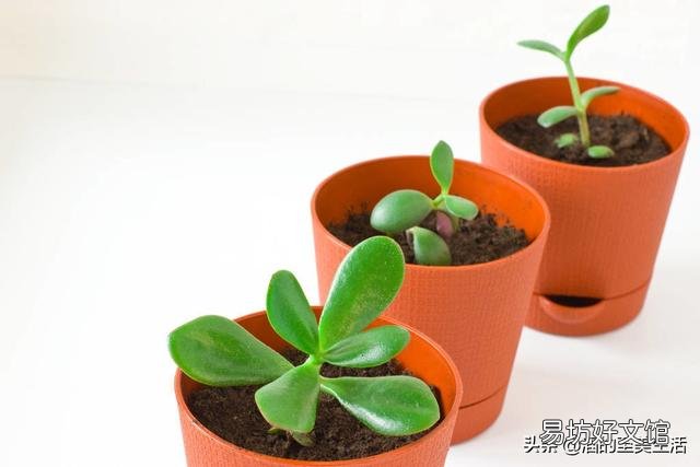 燕子掌叶片怎样栽培比较好?