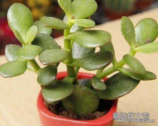 燕子掌叶片怎样栽培比较好?