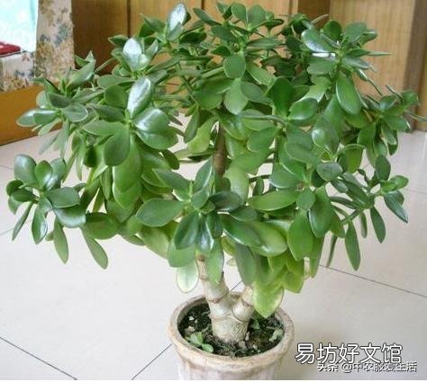 燕子掌叶片怎样栽培比较好?