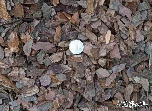 山上的松树皮可以直接养盆景吗,怎么做?