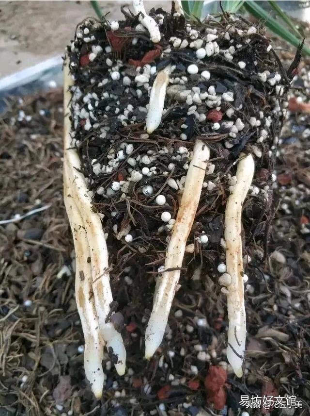 山上的松树皮可以直接养盆景吗,怎么做?