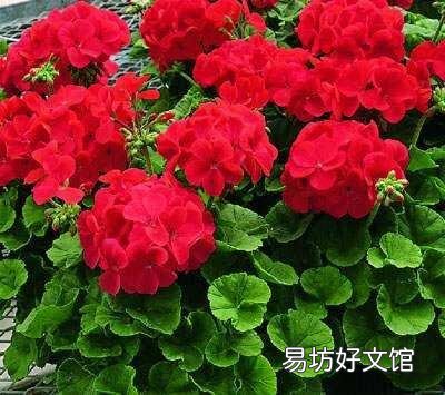 天竺葵的必养理由是什么?
