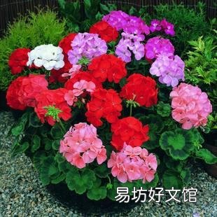 天竺葵的必养理由是什么?