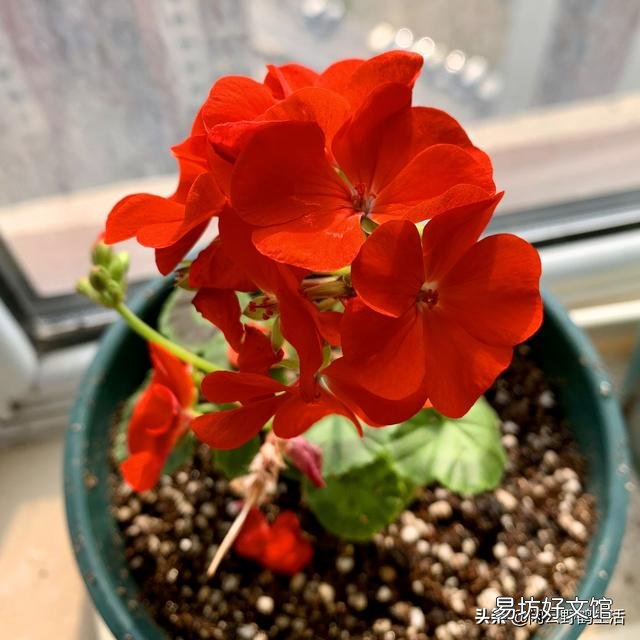 天竺葵的必养理由是什么?