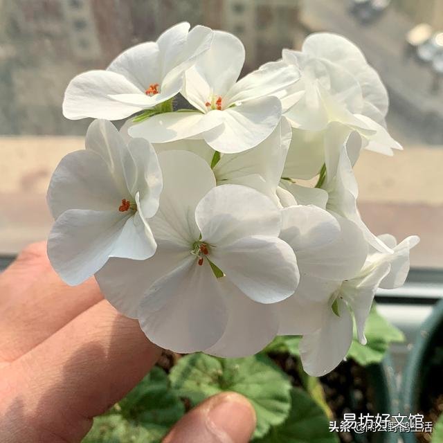 天竺葵的必养理由是什么?