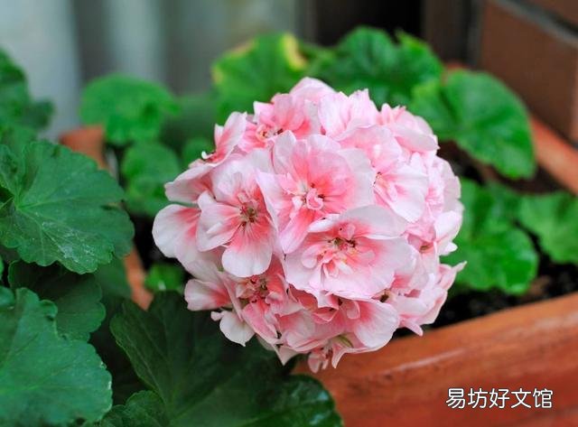 天竺葵的必养理由是什么?