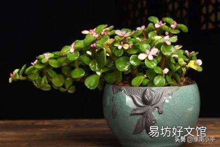 金枝玉叶木质化的老枝可以扦插吗?