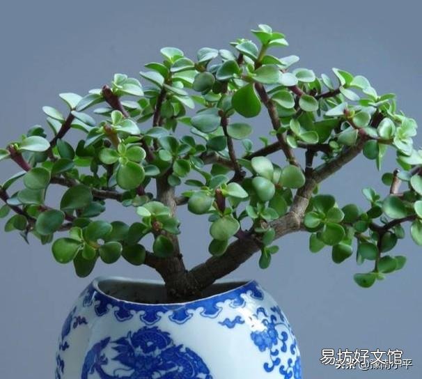 金枝玉叶木质化的老枝可以扦插吗?
