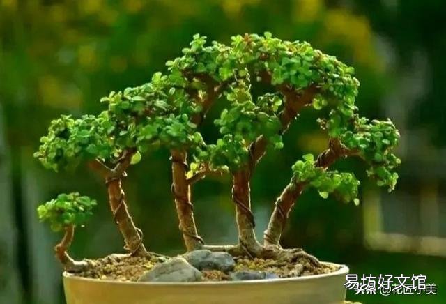 金枝玉叶木质化的老枝可以扦插吗?
