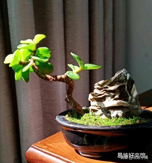金枝玉叶木质化的老枝可以扦插吗?