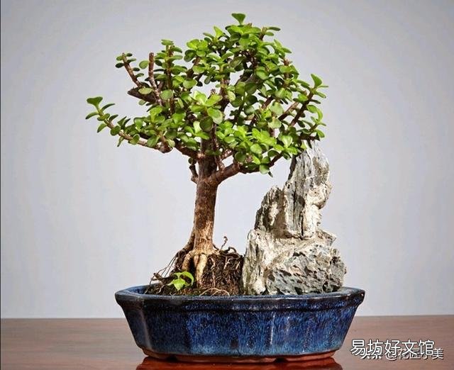 金枝玉叶木质化的老枝可以扦插吗?