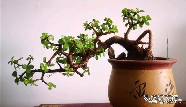 金枝玉叶木质化的老枝可以扦插吗?