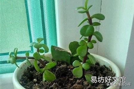 金枝玉叶木质化的老枝可以扦插吗?